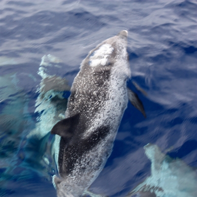 dauphins sous l'eau