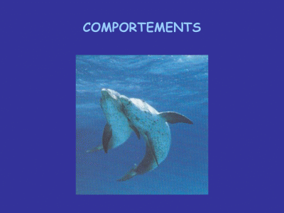 Comportements des dauphins