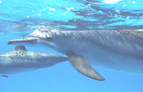 dauphins égypte - dauphins et son bébé - consciences dauphins - nager avec les dauphins - nage avec les dauphins sauvages