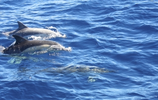dauphins qui plongent -dauphins et son bébé - consciences dauphins - nager avec les dauphins - nage avec les dauphins sauvages
