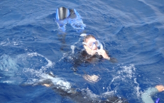 snorkeling aux Açores - dauphins et son bébé - consciences dauphins - nager avec les dauphins - nage avec les dauphins sauvages