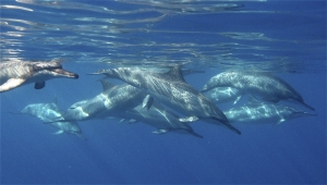 banc de dauphins sous l'eau - dauphins et son bébé - consciences dauphins - nager avec les dauphins - nage avec les dauphins sauvages
